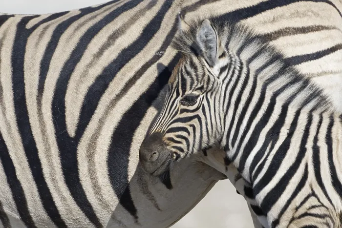 Framed Print : Burchells zebras (Equus quagga burchellii) Framed Print : Burchells zebras (Equus quagga burchellii)