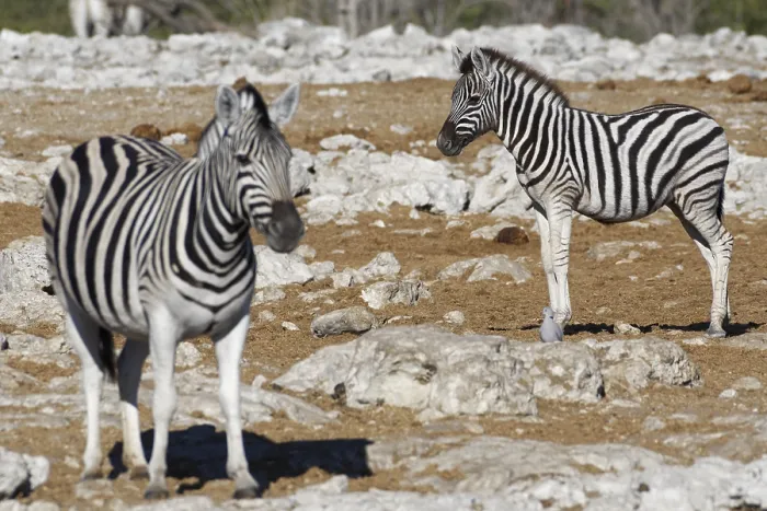 Framed Print : Burchells zebras (Equus quagga burchellii) Framed Print : Burchells zebras (Equus quagga burchellii)