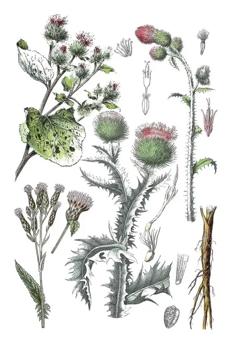 Framed Print : Burdock, Arctium lappa (top left) Framed Print : Burdock, Arctium lappa (top left)