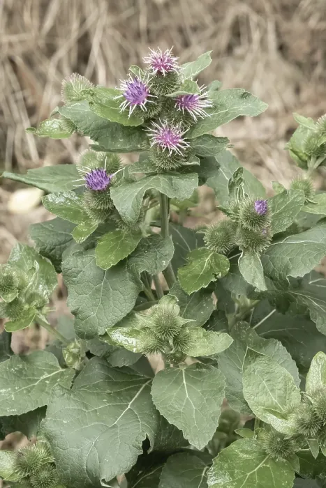 Framed Print : Burdock plant growing and blooming with purple flowers and green burs