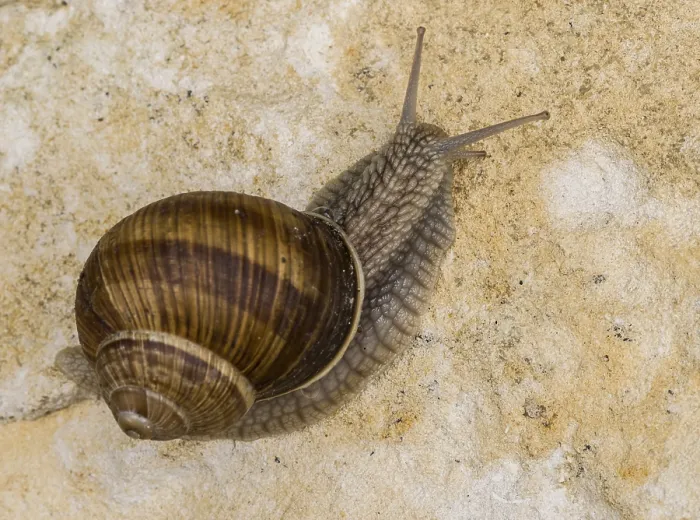 Framed Print : Burgundy Snail (Helix pomatia) on chalk Rock Framed Print : Burgundy Snail (Helix pomatia) on chalk Rock
