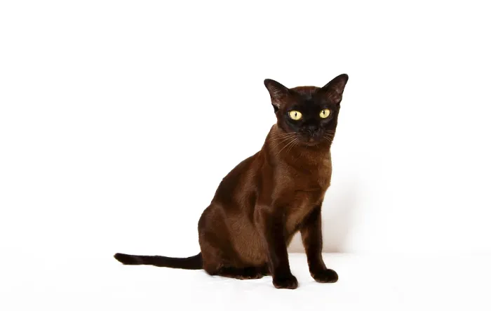 Framed Print : Burmese cat