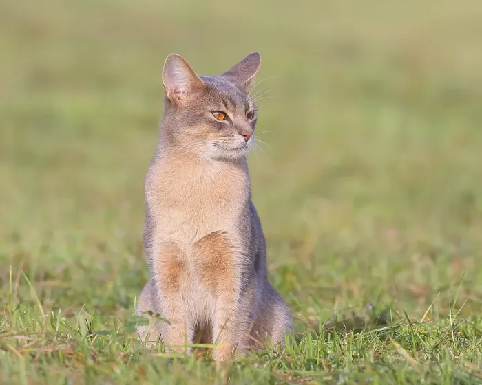 Framed Print : Burmese cat, Burmese, sitting in a meadow Framed Print : Burmese cat, Burmese, sitting in a meadow