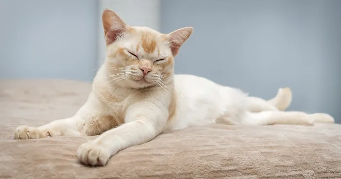 Framed Print : Burmese cat lies on the bed. Domestic cat in the interior Framed Print : Burmese cat lies on the bed. Domestic cat in the interior