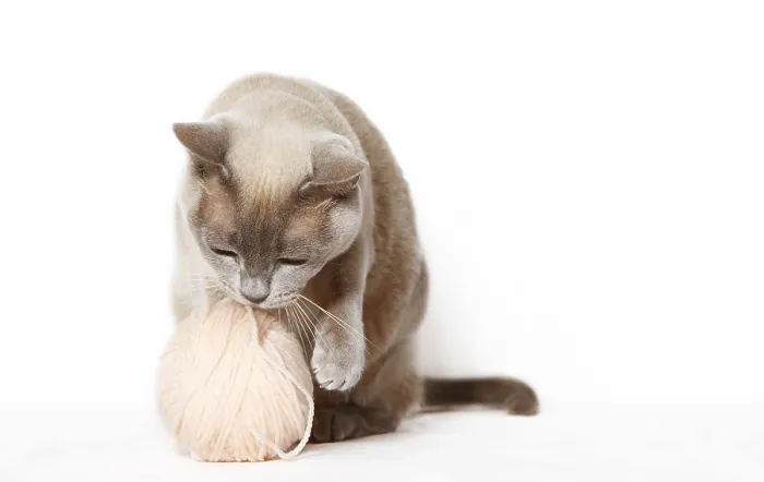 Framed Print : Burmese cat playing with a ball of yarn Framed Print : Burmese cat playing with a ball of yarn