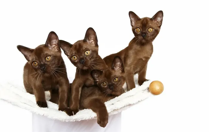 Framed Print : Four Burmese cats, 10 weeks, on a hammock Framed Print : Four Burmese cats, 10 weeks, on a hammock