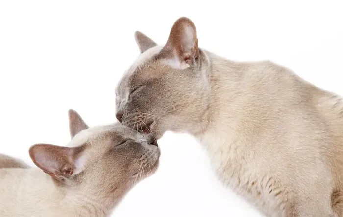 Framed Print : Burmese cats, cuddling