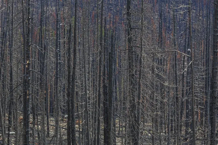 Framed Print : Burned and blackened tree in the aftermath of a forest fire