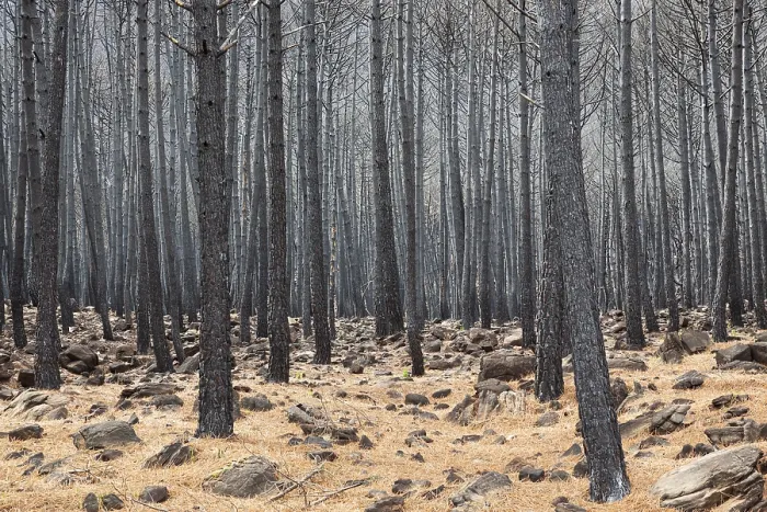 Framed Print : Burned Stone or Umbrella Pines (Pinus pinea) after a forest fire Framed Print : Burned Stone or Umbrella Pines (Pinus pinea) after a forest fire