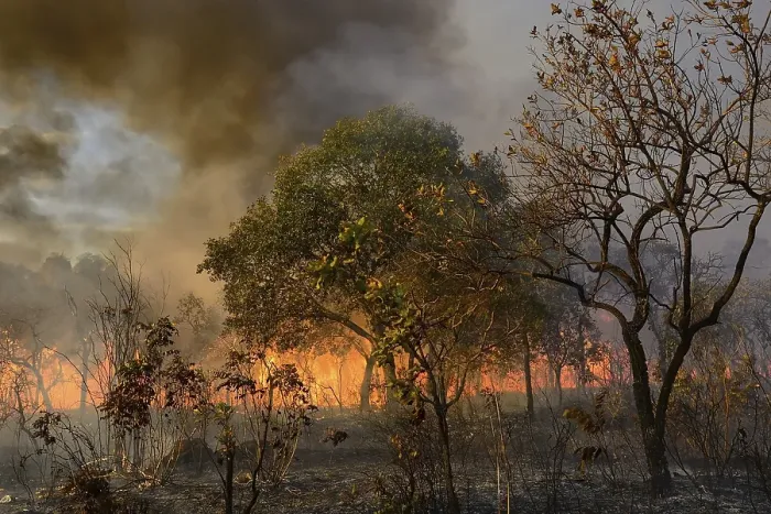 Framed Print : Burning vegetation in a bushfire Framed Print : Burning vegetation in a bushfire