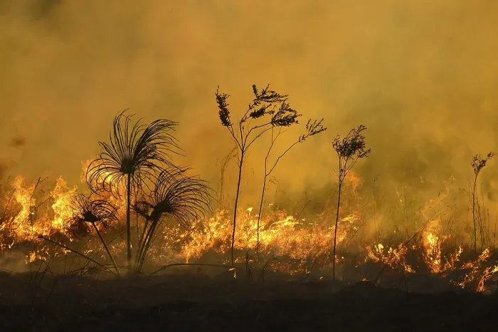 Framed Print : Burning vegetation in a bushfire at sunset