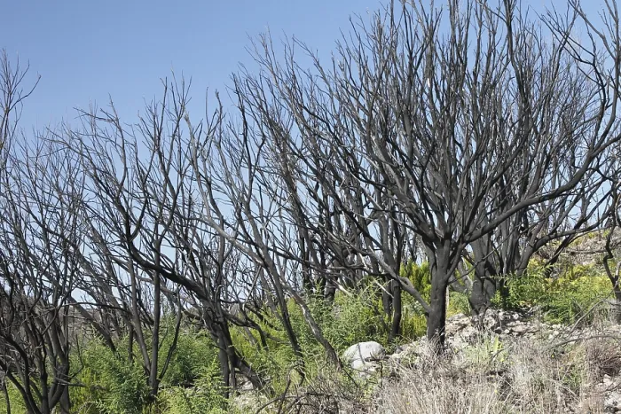 Framed Print : Burnt heather bushes in Garajonay National Park