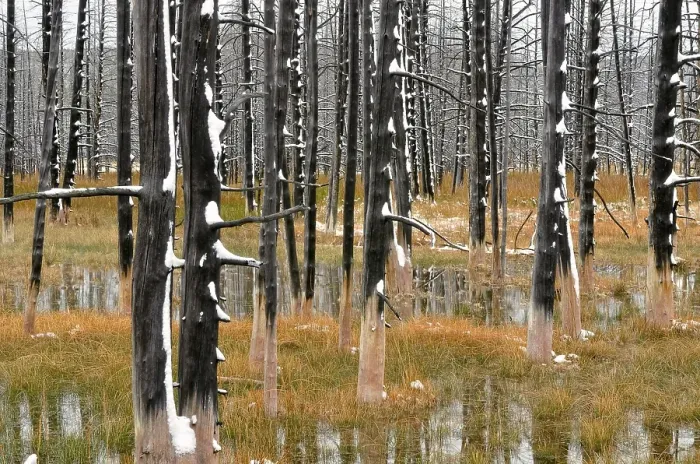 Framed Print : Burnt trees with fresh snow, Midway Geyser Basin Framed Print : Burnt trees with fresh snow, Midway Geyser Basin