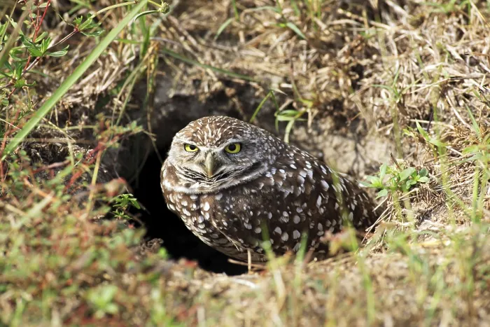Framed Print : Burrowing owl (Athene cunicularia) at the cave entrance