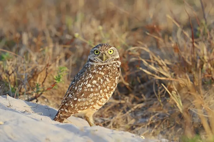 Framed Print : Burrowing Owl (Speotyto cunicularia)