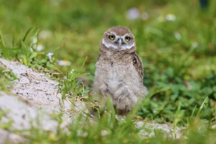 Framed Print : Burrowing Owl (Speotyto cunicularia) Framed Print : Burrowing Owl (Speotyto cunicularia)