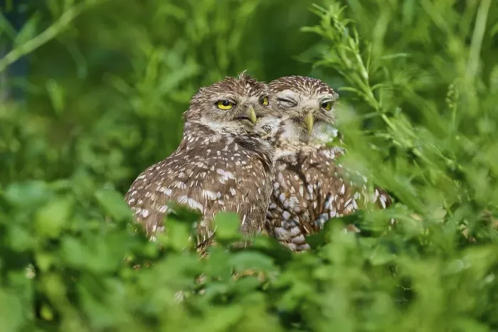 Framed Print : Two burrowing owls (Speotyto cunicularia) sitting together in the meadow and cuddling