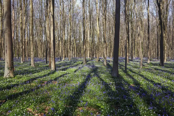 Framed Print : Bush anemone (Anemonoides nemorosa) and blue flowering bluebells (Hyacinthoides non-scripta)