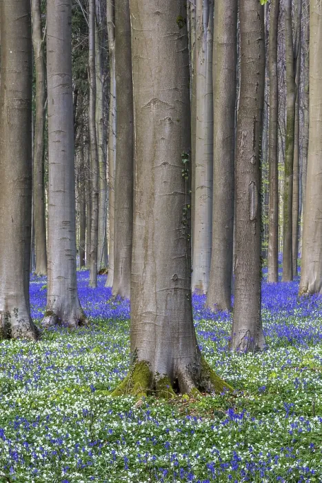 Framed Print : Bush anemone (Anemonoides nemorosa) and blue flowering bluebells (Hyacinthoides non-scripta) Framed Print : Bush anemone (Anemonoides nemorosa) and blue flowering bluebells (Hyacinthoides non-scripta)