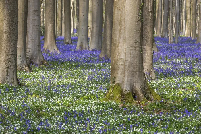 Framed Print : Bush anemone (Anemonoides nemorosa) and blue flowering bluebells (Hyacinthoides non-scripta) Framed Print : Bush anemone (Anemonoides nemorosa) and blue flowering bluebells (Hyacinthoides non-scripta)