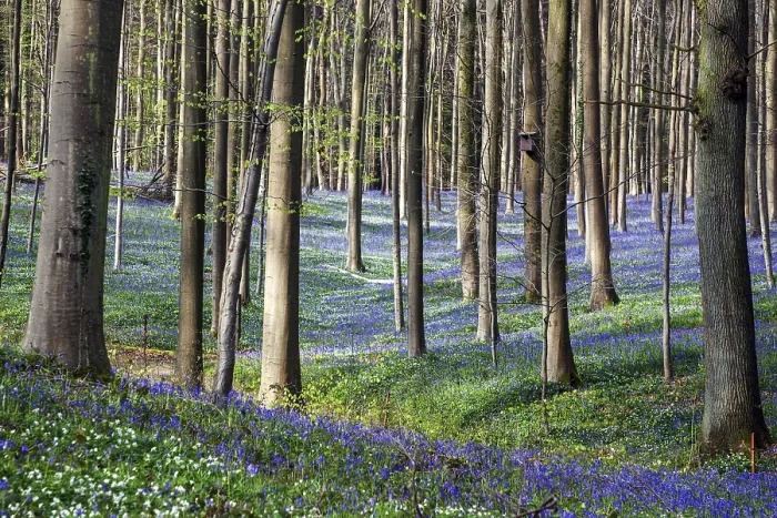 Framed Print : Bush anemone (Anemonoides nemorosa) and blue flowering bluebells (Hyacinthoides non-scripta) Framed Print : Bush anemone (Anemonoides nemorosa) and blue flowering bluebells (Hyacinthoides non-scripta)