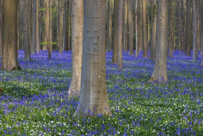 Framed Print : Bush anemone (Anemonoides nemorosa) and blue flowering bluebells (Hyacinthoides non-scripta)