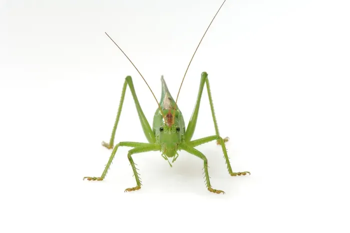Framed Print : Bush-cricket (Tettigonia viridissima)