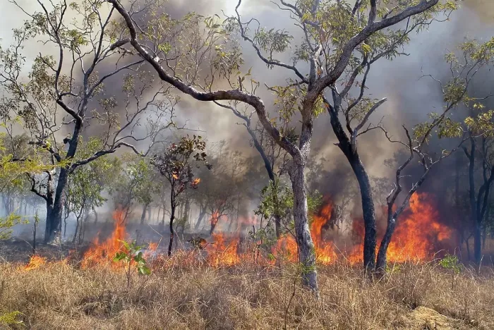 Framed Print : Bush fire, forest fire in Western Australia