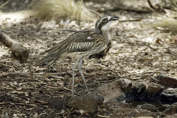Framed Print : Bush Stone-curlew (Burhinus grallarius) Framed Print : Bush Stone-curlew (Burhinus grallarius)