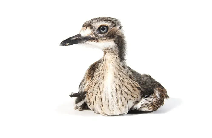 Framed Print : Bush Stone-curlew (Burhinus grallarius) Framed Print : Bush Stone-curlew (Burhinus grallarius)
