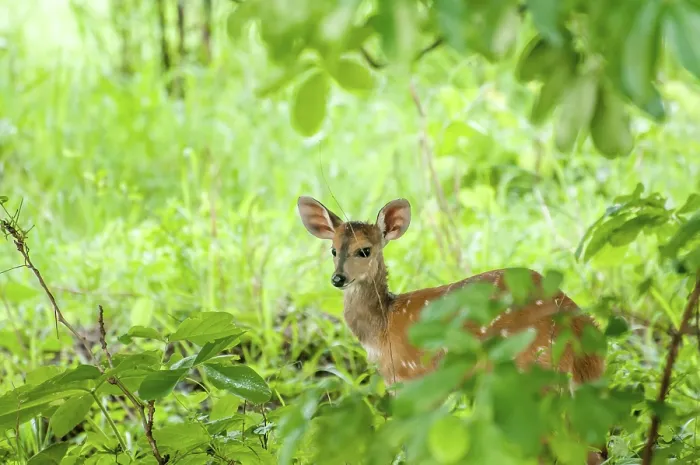 Framed Print : A bushbuck stand quietly in the thick green vegitation of the Okavango Delta