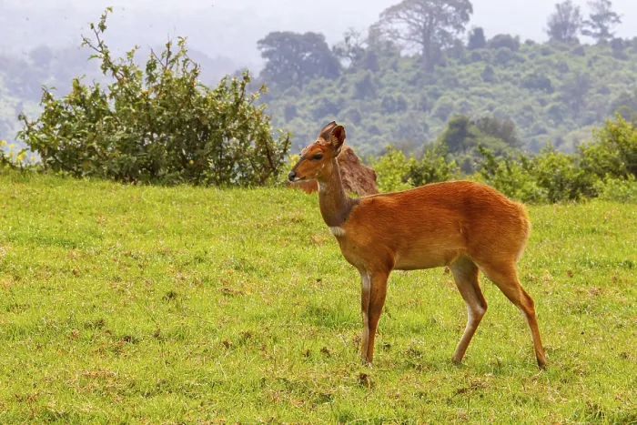 Framed Print : Bushbuck (Tragelaphgus scriptus) Aberdare National Park Kenya