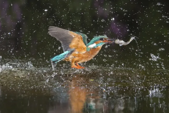 Framed Print : Busted Common kingfisher ( Alcedo atthis) with captured fish Framed Print : Busted Common kingfisher ( Alcedo atthis) with captured fish
