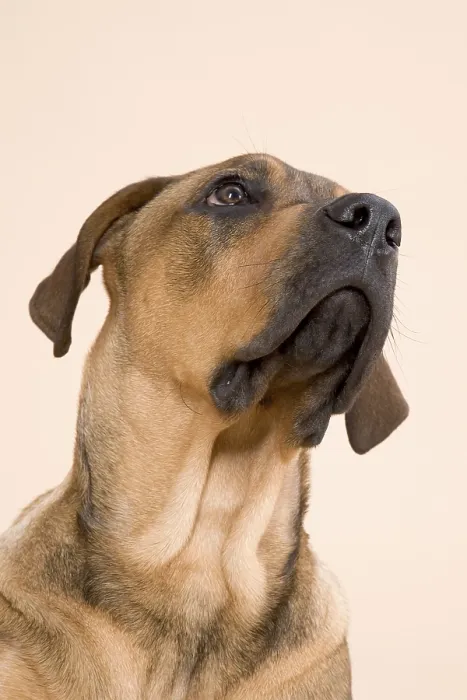 Framed Print : Buster-mastiff mix