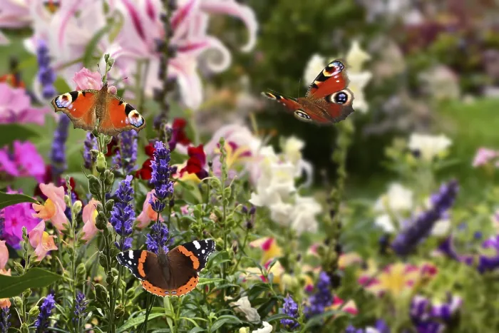 Framed Print : Butterflies in the flower bed Framed Print : Butterflies in the flower bed
