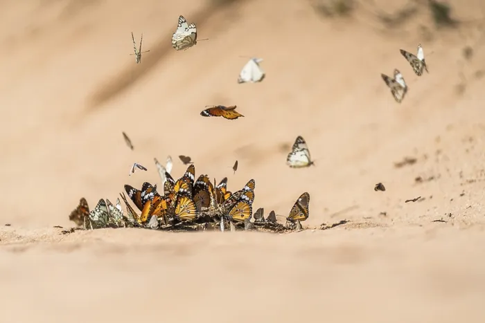 Framed Print : Butterflies gathering on wet sand