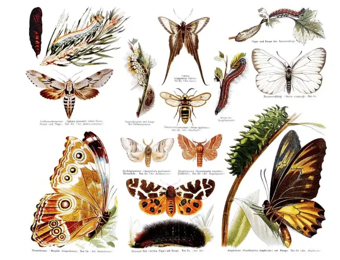 Framed Print : Butterflies, historical illustration Framed Print : Butterflies, historical illustration