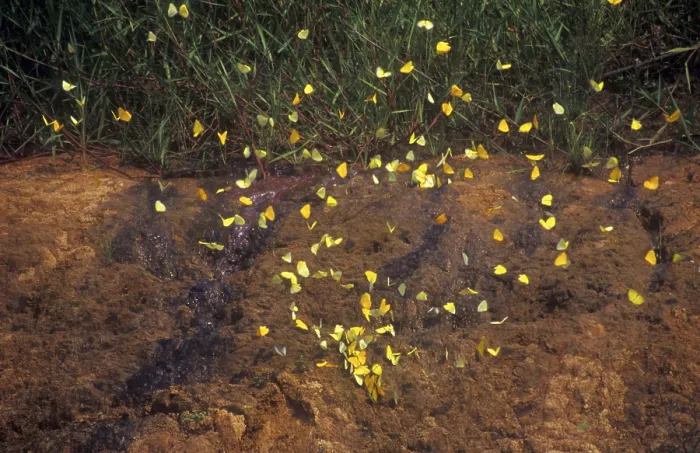 Framed Print : Butterflies on a salt leak, Tambopata National Park in the Amazon Basin