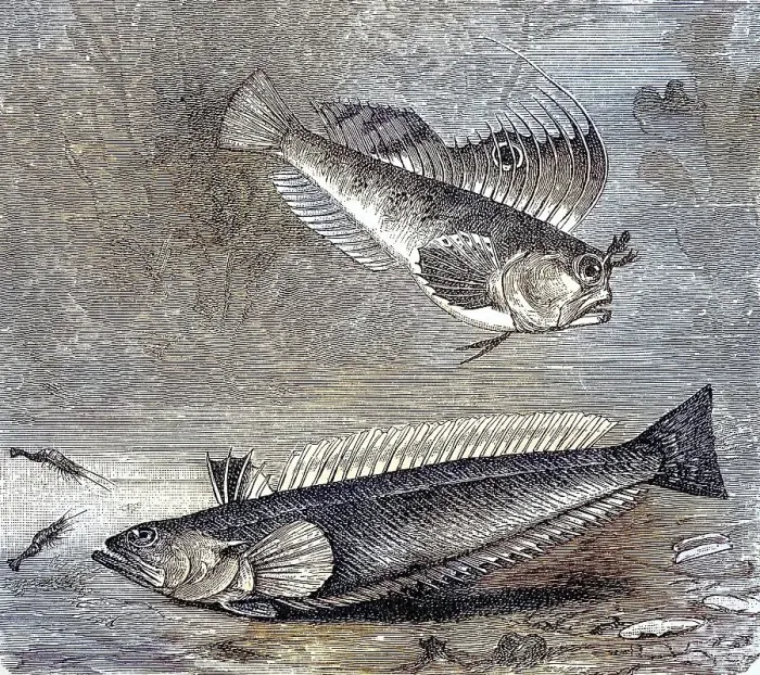 Framed Print : Butterfly blenny (Blennius ocellaris) and Peterman (Trachinus draco)