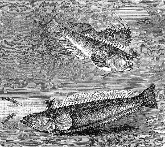 Framed Print : Butterfly blenny and Greater weever Framed Print : Butterfly blenny and Greater weever