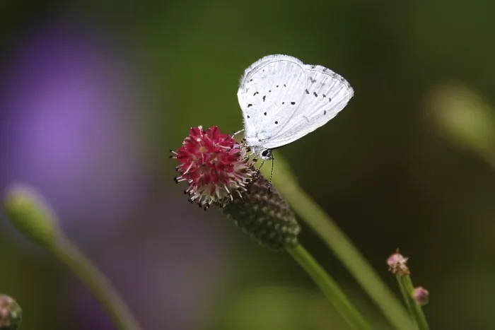 Framed Print : Butterfly blue butterfly, summer, Germany