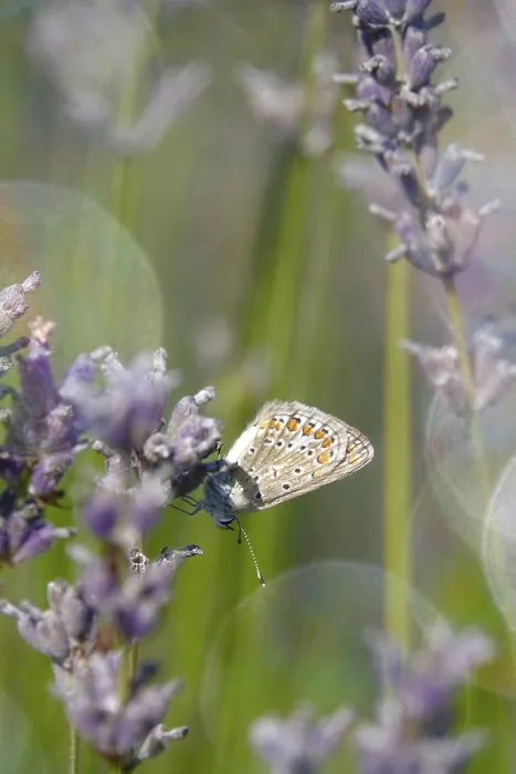 Framed Print : Butterfly blue butterfly, summer, Germany Framed Print : Butterfly blue butterfly, summer, Germany
