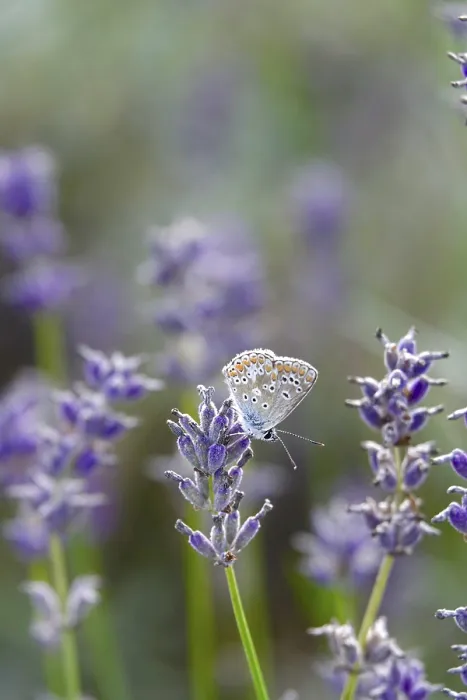Framed Print : Butterfly blue butterfly, summer, Germany