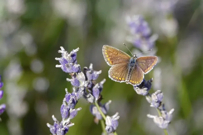 Framed Print : Butterfly blue butterfly, summer, Germany