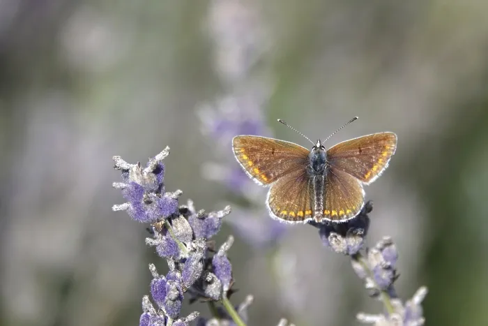 Framed Print : Butterfly blue butterfly, summer, Germany