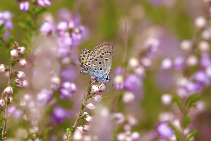 Framed Print : Butterfly blue butterfly, summer, Germany