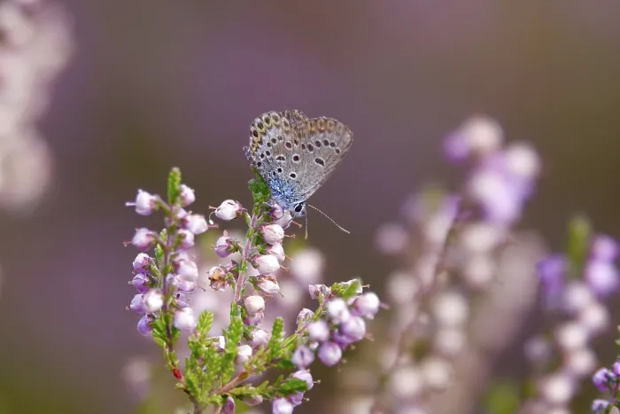Framed Print : Butterfly blue butterfly, summer, Germany