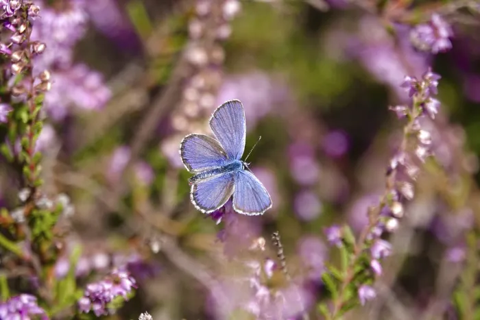 Framed Print : Butterfly blue butterfly, summer, Germany