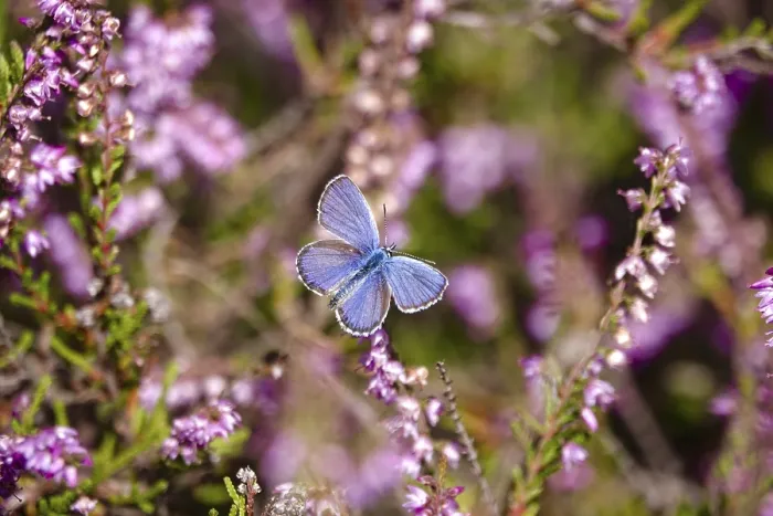 Framed Print : Butterfly blue butterfly, summer, Germany