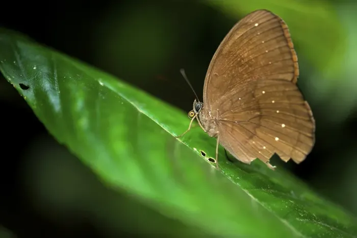 Framed Print : Butterfly, Cuc Phuong National Park